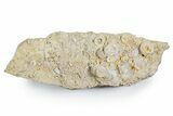 Mississippian Fossil Crinoid Stem Cluster - Kentucky #358766-1